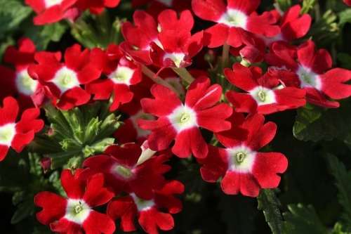 VERBENA SEEDS - 100 IDEAL FLORIST MIX VERBENA SEEDS