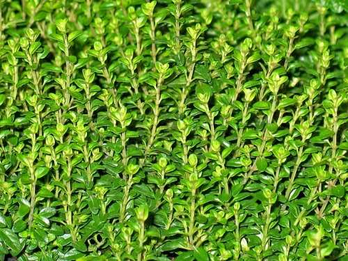 THYME SEEDS THYME DE PROVENCE - 100 FRENCH THYME SEEDS