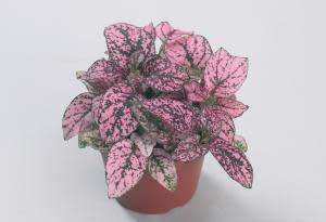 Hypoestes Seeds  Confetti Compact Rose - 10 Hypoestes Seeds