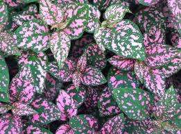 Hypoestes Seeds  Confetti Compact Rose - 10 Hypoestes Seeds