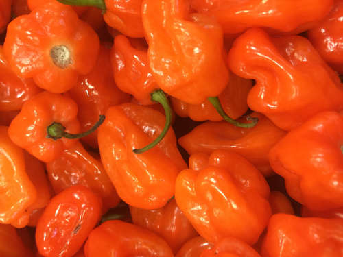 Chillies Orange Habanero Chilli - 20 Chilli Seeds