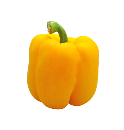 BELL PEPPER KAVANGO - 10 SWEET YELLOW PEPPER SEEDS