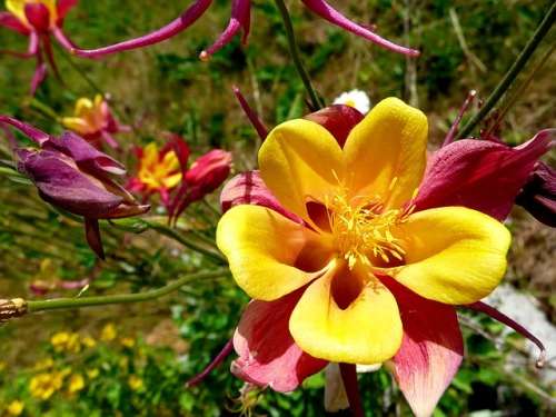 AQUILEGIA SEEDS MCKANAS GIANTS MIX - 1 GRAM BULK LISTING