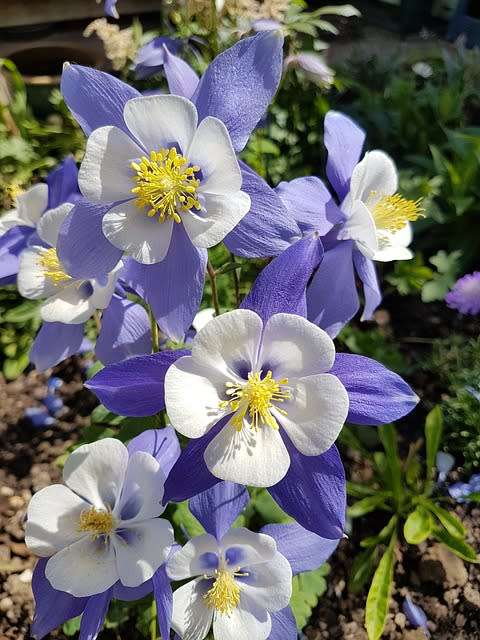 AQUILEGIA SEEDS MCKANAS GIANTS MIX - 100 AQUILEGIA SEEDS