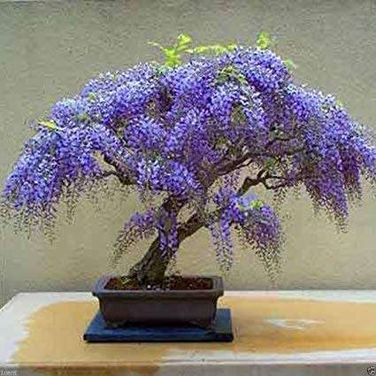 Bolusanthus Speciosus Seeds - 10 Tree Wisteria Seeds
