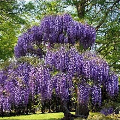 Bolusanthus Speciosus Seeds - 10 Tree Wisteria Seeds