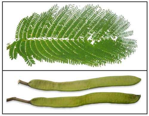 ROYAL POINCIANA TREE - 10 DELONIX REGIA SEEDS