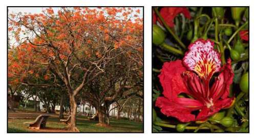 ROYAL POINCIANA TREE - 10 DELONIX REGIA SEEDS