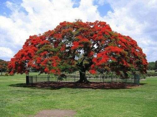 ROYAL POINCIANA TREE - 10 DELONIX REGIA SEEDS