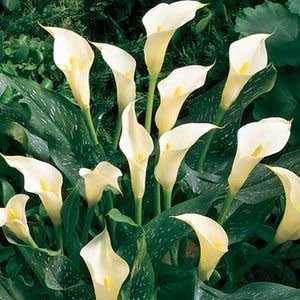 ZANTEDESCHIA SEEDS ALBOMACULATA -  10 ZANTEDESCHIA SEEDS