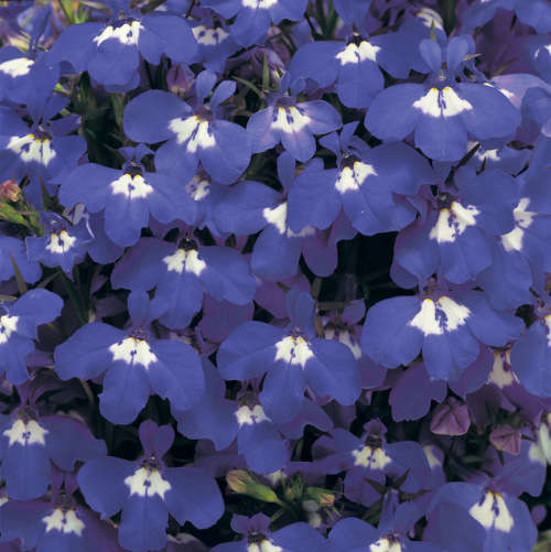 LOBELIA SEEDS RIVIERA BLUE EYES - 200 LOBELIA SEEDS