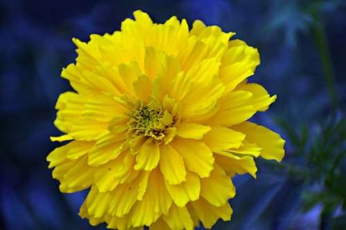 Marigold Seeds Lemon Drop - 200 Marigold Seeds