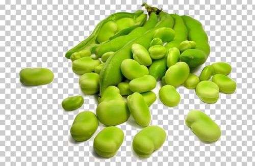 BROAD BEAN  SEEDS FANFARE - 50 BROAD BEAN SEEDS