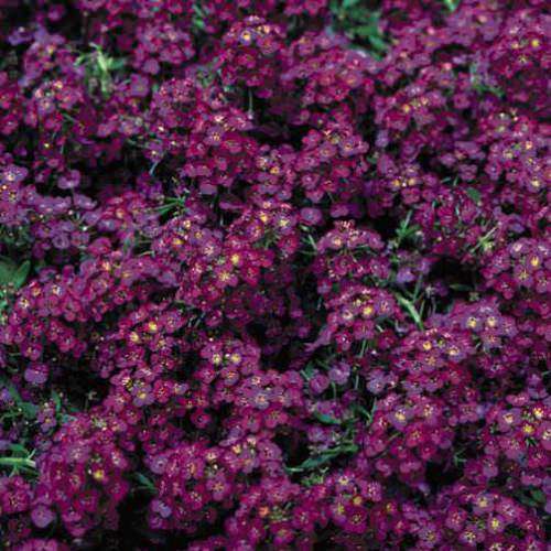 ALYSSUM SEEDS WONDERLAND DEEP PURPLE -50 ALYSSUM SEEDS