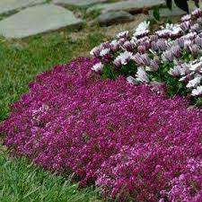 ALYSSUM SEEDS WONDERLAND DEEP PURPLE -50 ALYSSUM SEEDS