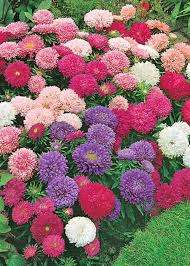 Aster Seeds Dwarf Colour Carpet Mix - 100 Aster Seeds