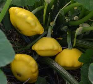 PATTY PAN LEMON SUN - 10 SEEDS