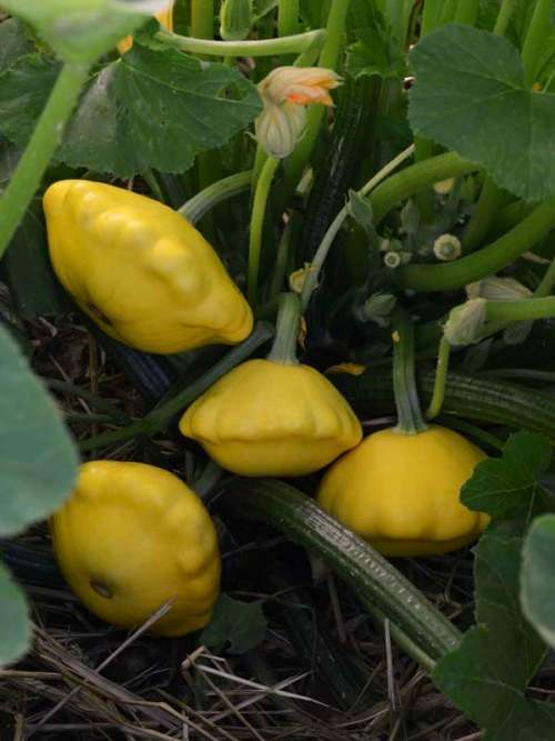PATTY PAN LEMON SUN - 10 SEEDS
