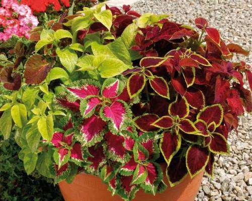 Coleus Seeds Wizard Mix - 50 Coleus Seeds