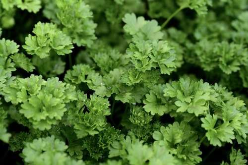 Parsley  Moss Curl 300 Seeds Curly Parsley Seeds
