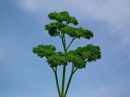 Parsley  Moss Curl 300 Seeds Curly Parsley Seeds