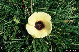 HIBISCUS SEEDS DIVERSIFOLIUM - 10 HIBISCUS SEEDS