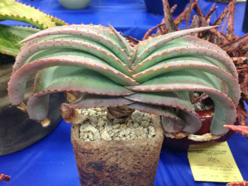 ALOE SEEDS SUPRAFOLIATA - 10 ALOE SEEDS