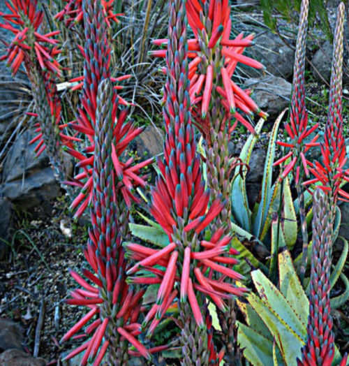 ALOE SEEDS SUPRAFOLIATA - 10 ALOE SEEDS