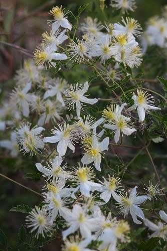 CLEMATIS BRACHIATA - 10 CLEMATIS SEEDS