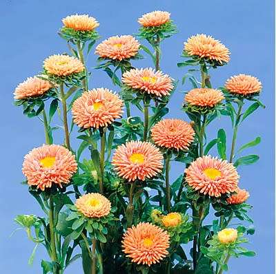 ASTER SEEDS MATSUMOTO APRICOT - 50 ASTER SEEDS