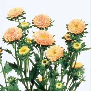 ASTER SEEDS MATSUMOTO APRICOT - 50 ASTER SEEDS