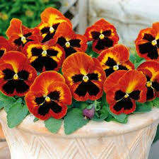 PANSY SEEDS - MATRIX SOLAR FLARE 25 SEEDS