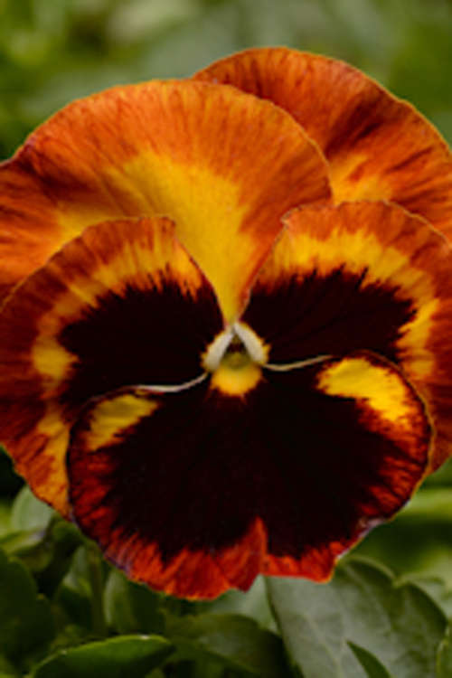 PANSY SEEDS - MATRIX SOLAR FLARE 25 SEEDS