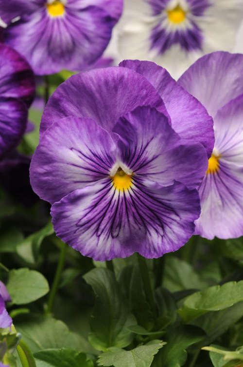 Pansy Seeds - Matrix Lavender Shades 25 Seeds