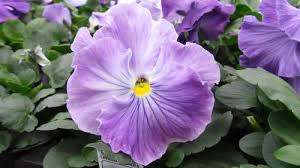 Pansy Seeds - Matrix Lavender Shades 25 Seeds