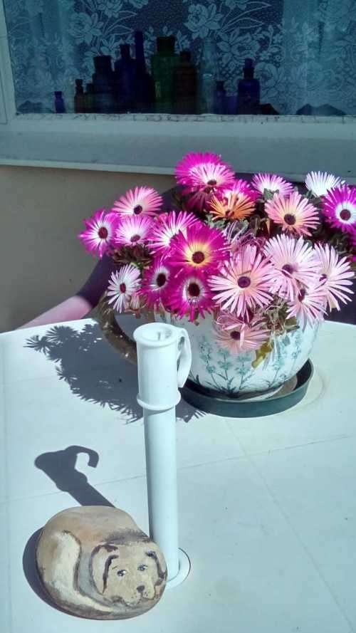 MESEMBRYANTHEMUM LIVINGSTONE DAISY VYGIE MIX - 2 GRAMS SEEDS
