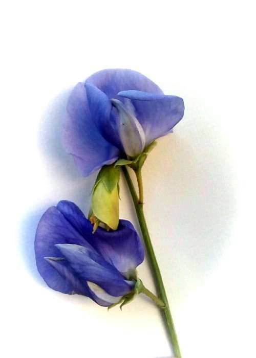 Sweet Pea Seeds Mammoth Mix - 20 Sweet Pea Seeds