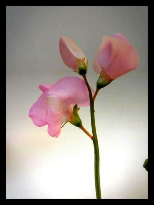 Sweet Pea Seeds Mammoth Mix - 20 Sweet Pea Seeds