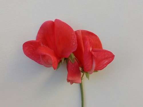 Sweet Pea Seeds Mammoth Mix - 10 Grams Bulk Sweet Pea Seeds