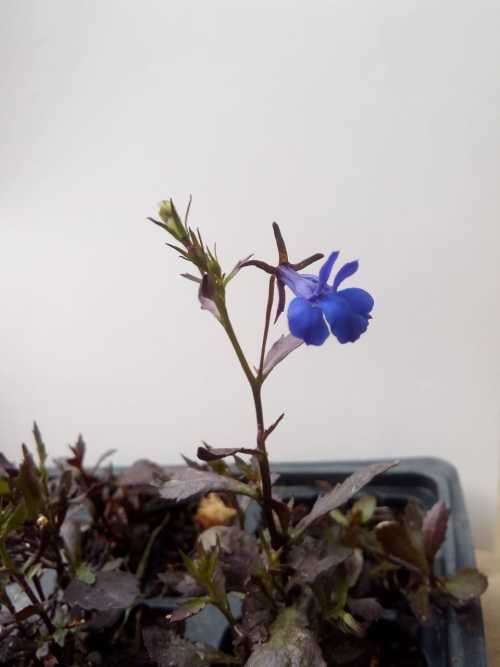 Lobelia Seeds Crystal Palace - 200 Lobelia Seeds