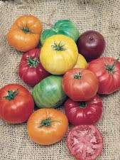TOMATO SEEDS HEIR RAINBOW - 20 TOMATO SEEDS