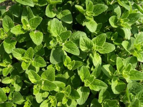 Oregano Wild Marjoram Seeds - 100 Oregano Seeds