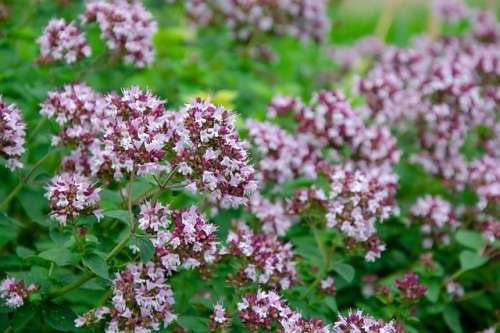 Oregano Wild Marjoram Seeds - 100 Oregano Seeds