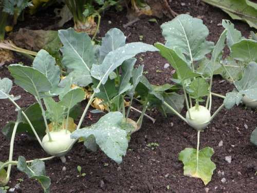 Kohlrabi Seeds White Vienna - 300 Kohlrabi Seeds