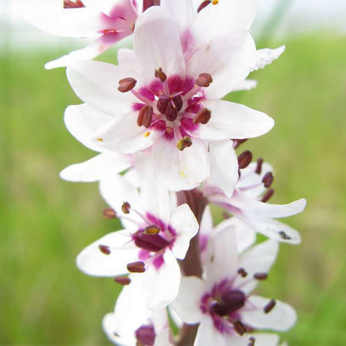 Wurmbea Stricta Indigenous Bulb - 10 Wurmbea Seeds