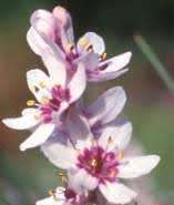 Wurmbea Stricta Indigenous Bulb - 10 Wurmbea Seeds