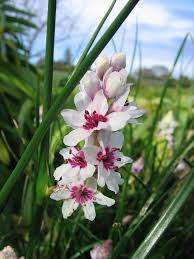 Wurmbea Stricta Indigenous Bulb - 10 Wurmbea Seeds