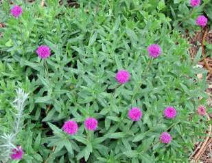 Vernonia Galpinii Indigenous Perennial - 10 Vernonia Seeds