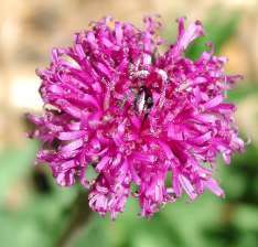 Vernonia Galpinii Indigenous Perennial - 10 Vernonia Seeds