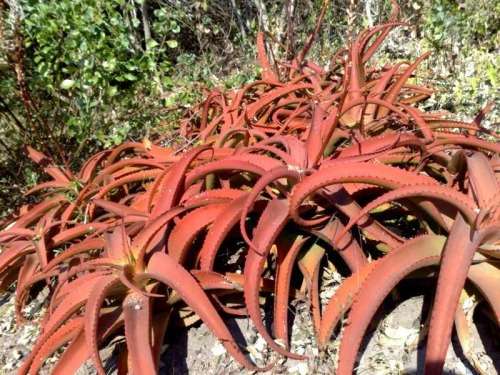 Aloe Vanbalenii Seeds - 10 Aloe Seeds